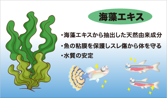 粘膜保護には海藻エキスから抽出した天然由来成分を配合。ラボ水の投与で天然由来成分が飼育水に溶け込み、魚の粘膜を保護し水質などの変化やすれ傷から体を守ります。